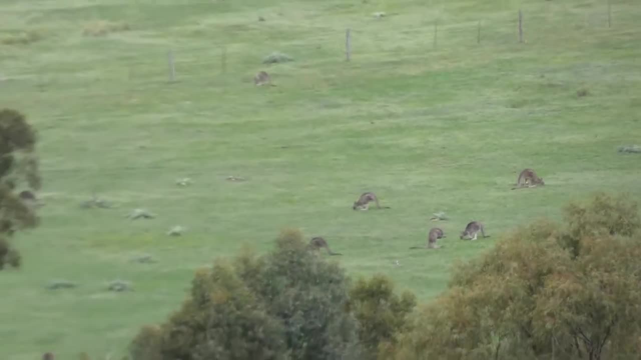 Kangaroo Melbourne Australia