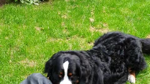 Bernese Mountain Dog playing with a small rug