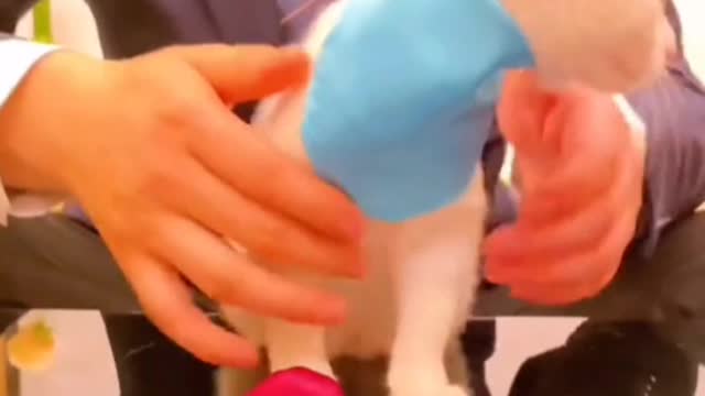 Kitten's round eyes look piercing