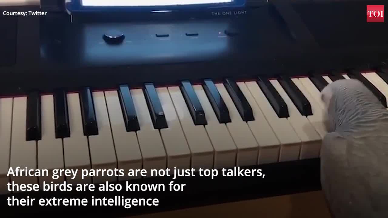 Amazing! African grey parrot plays tune on piano!