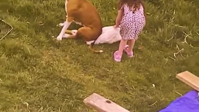 Dogs go weeeeeeeeeeeeeeeeee🤣🤣🤣🤣