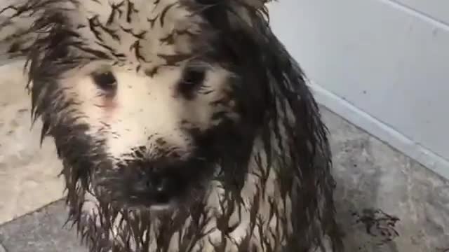 A mucky pup is a happy pup 🐶😂