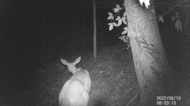 Gravity Deer Feeder Test site 1
