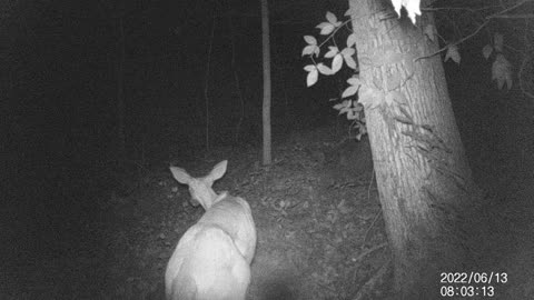 Gravity Deer Feeder Test site 1