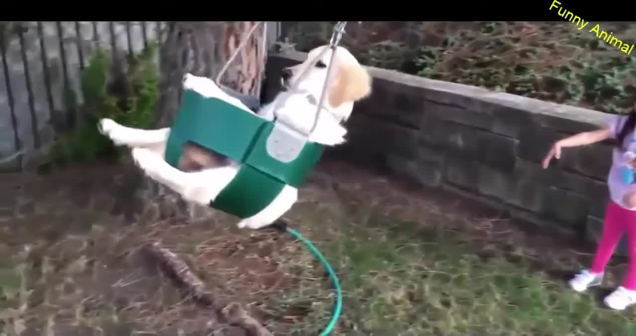 Funny Video Funny Animal Funny Puppies And Cute Puppy Videos Compilation