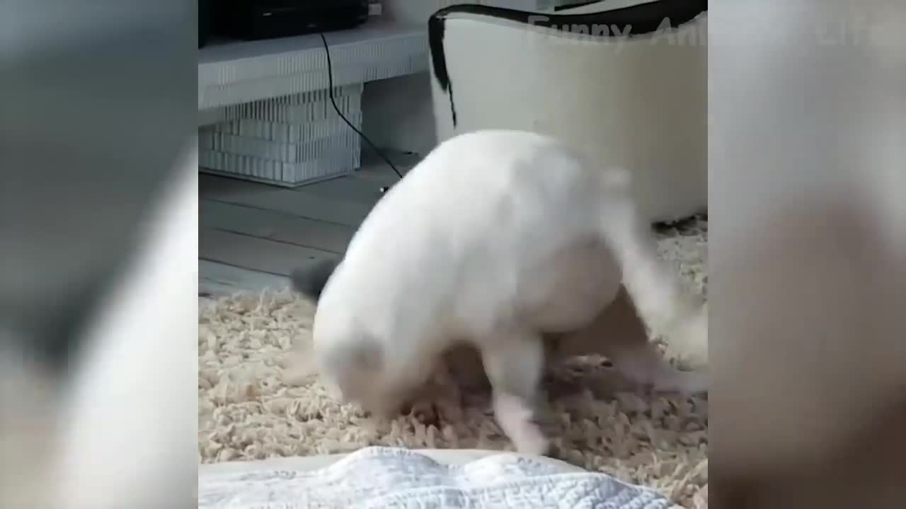 WATCH these animals go CRAZY, try not to laugh (Funniest Dogs and Cats that will make your day)