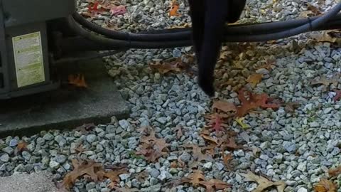 our cat midnight playing with jeffrey chipmunk