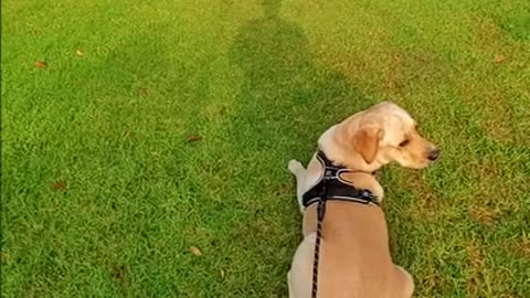 Labrador Dog Runs After Birds as Soon as Leash is Removed #Shorts