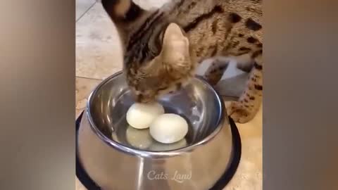 Funniest Cats Videos