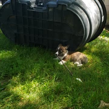 Cute corgi puppy running in slow mo with a stick