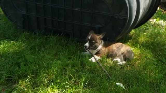 Cute corgi puppy running in slow mo with a stick