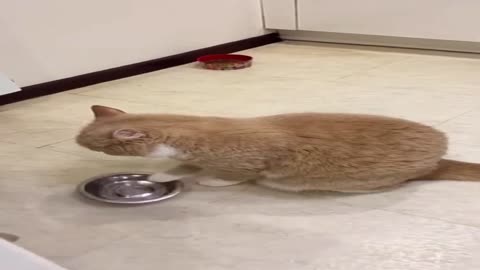 amazing sound created by cat most watch