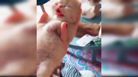 Baby Cats - Cute and Funny Baby