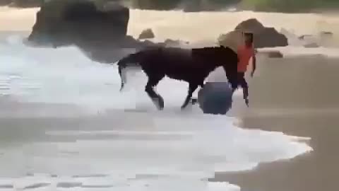 Horse playing ball