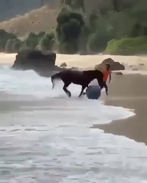 Horse playing ball