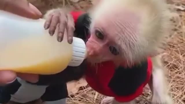 Dog & monkey drinking milk _ #short