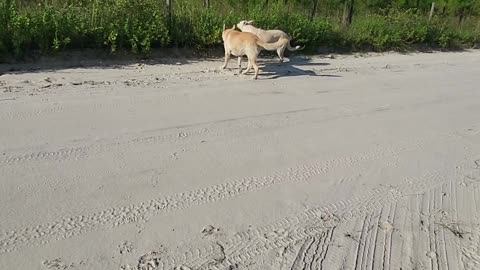 WHITE GERMAN SHEPHERDS Dirt Road