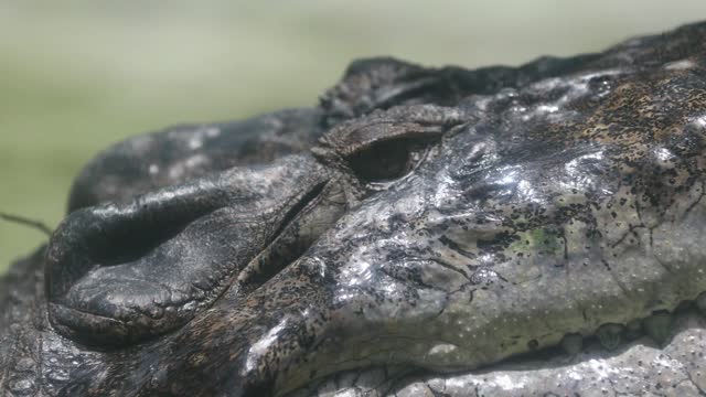 Alligators make terrible pets: “It’s like taking care of a dinosaur