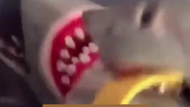 #Shorts #The shark was shot by a shark