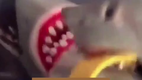 #Shorts #The shark was shot by a shark