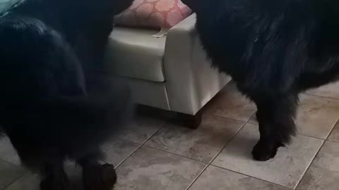 Newfie hugs