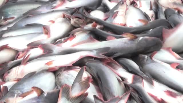 So many fish