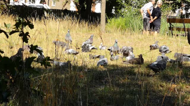 Pigeon lover