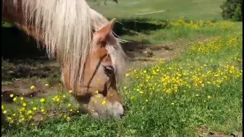 Tender grass meal