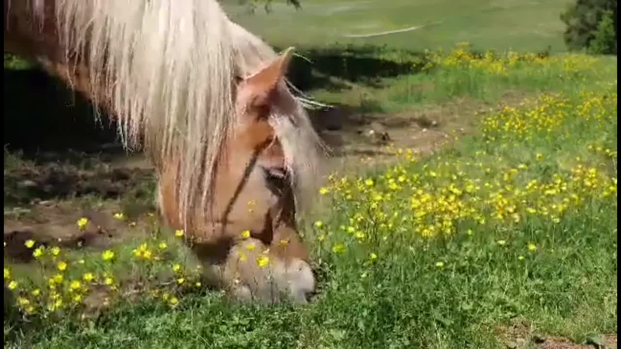 Tender grass meal