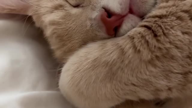 Cat Sleeping In Its Own Way Its Really Funny And Epic Cat Moments.