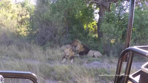 Lion Brothers