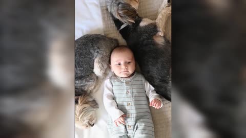 Cute Baby Playing With Dog