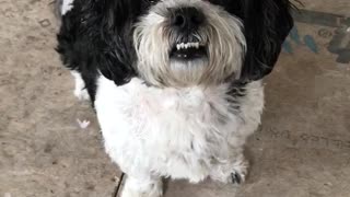 Cute Puppy Say “Cheese“