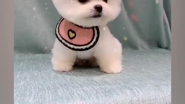 Cute puppy videos