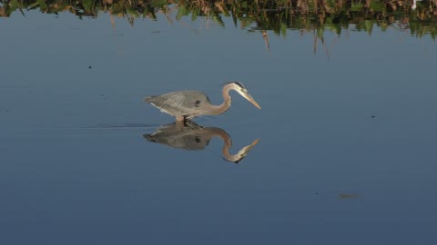 Great Blue Heron Feeding in the lake