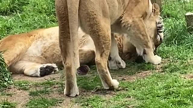 You can see the difference in behavior since first arriving to the sanctuary so clearly