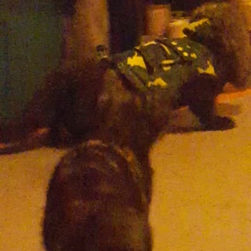 Cheeky kitten siblings tease their sister who's wearing clothes