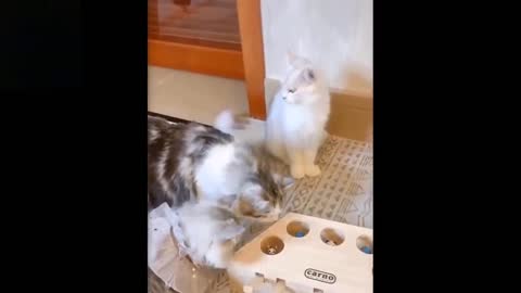 Watch this pets go crazy 💖 cute and funny