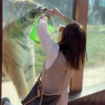 Big tiger 🐯 in zoo// we se big tiger 🐅