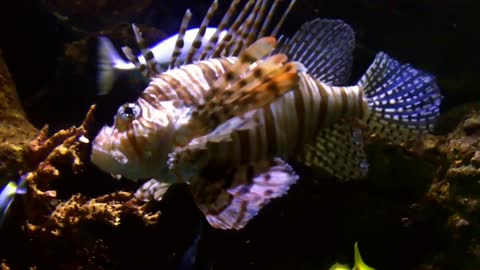 Very beautiful Lionfish 2021.