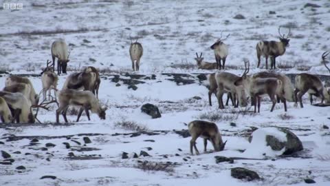 Caribou Spot Wolves Using UV Vision | Animal Super Senses | BBC Earth