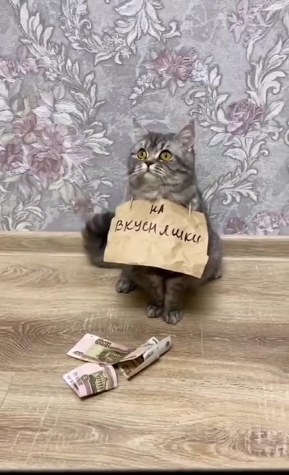 Cat food and insurance very expensive please help