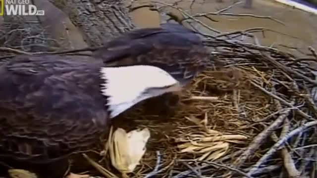 The American Bald Eagle National Geographic Documentary