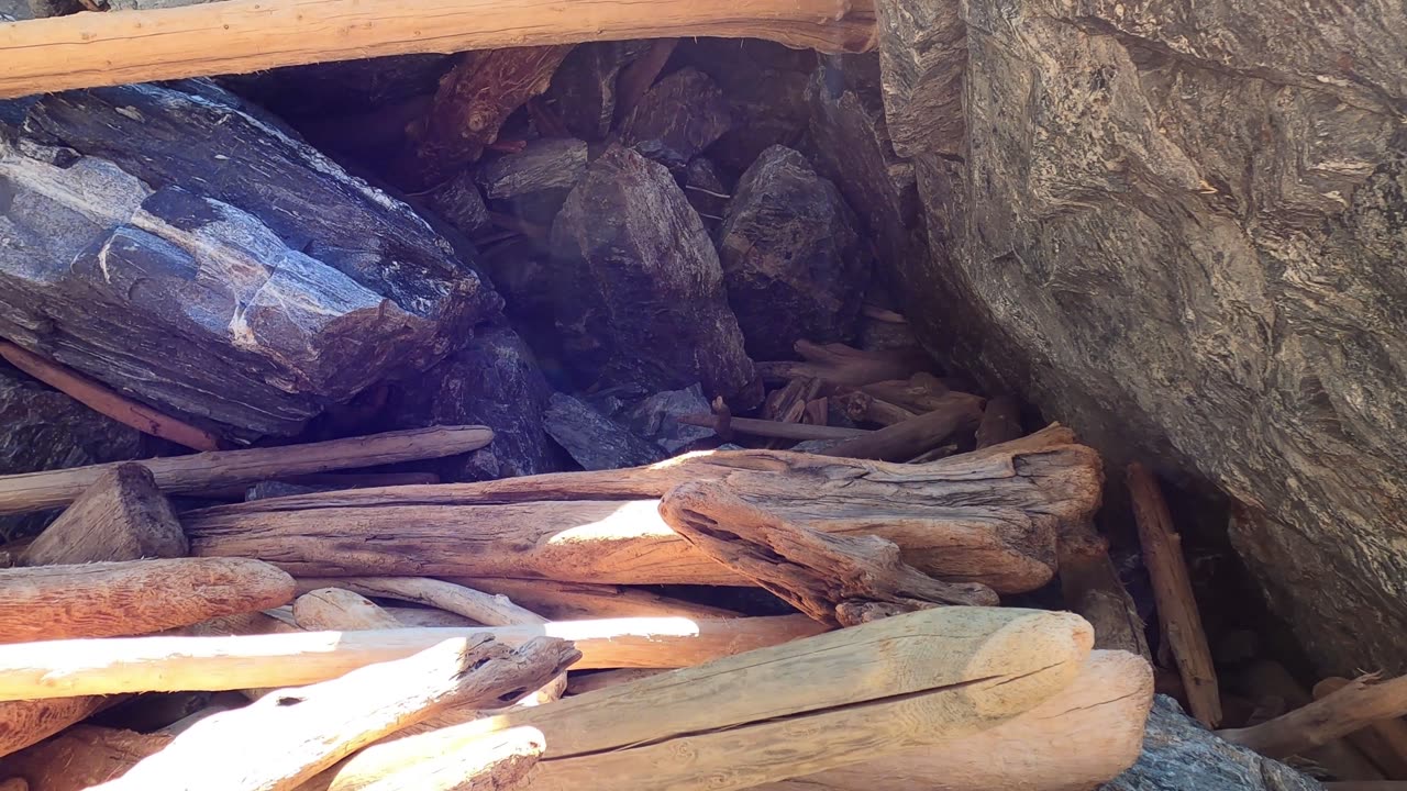 Exploring Driftwood for Carving in the Kootenays, BC