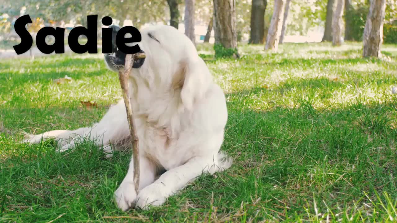 Top 10 Most Popular Dog & Puppy Names in 2021