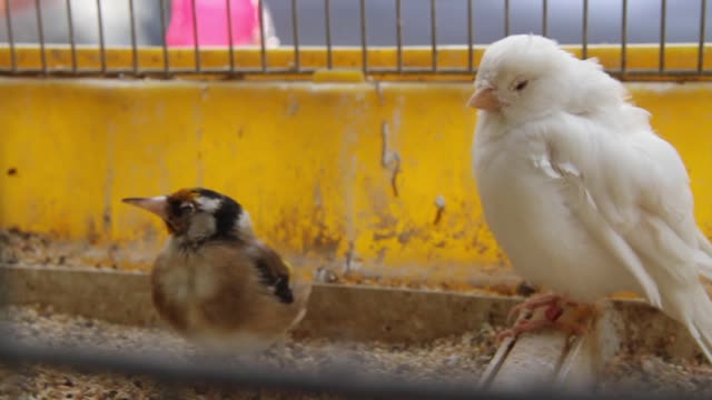 Close Up Video of Birds Inside a Cage