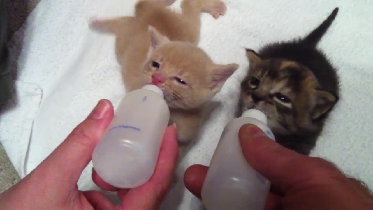 Bottle feeding.