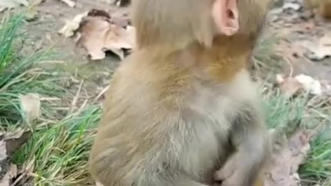 a monkey eating in the forest