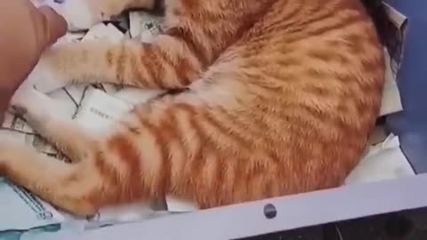 Funny Animal Videos Of The Day