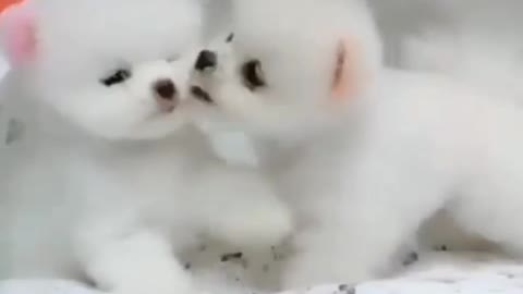 cute Dogs